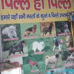 justdial dog shop