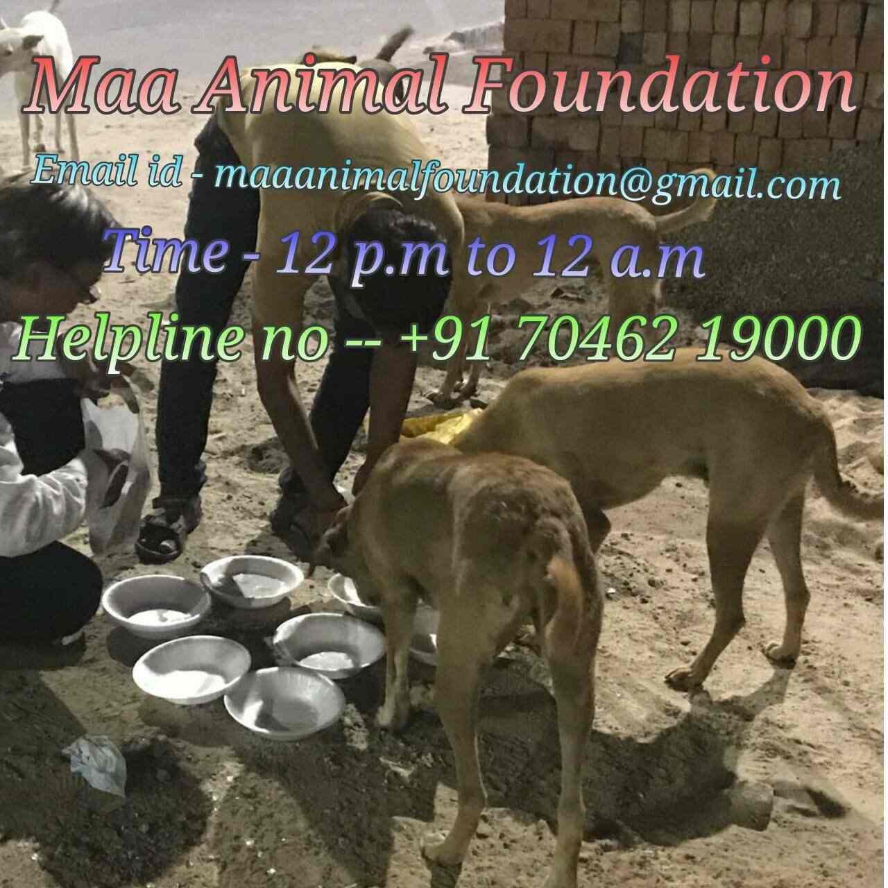 Maa Animal Foundation Bapunagar Animal Welfare Organisations In Ahmedabad Justdial
