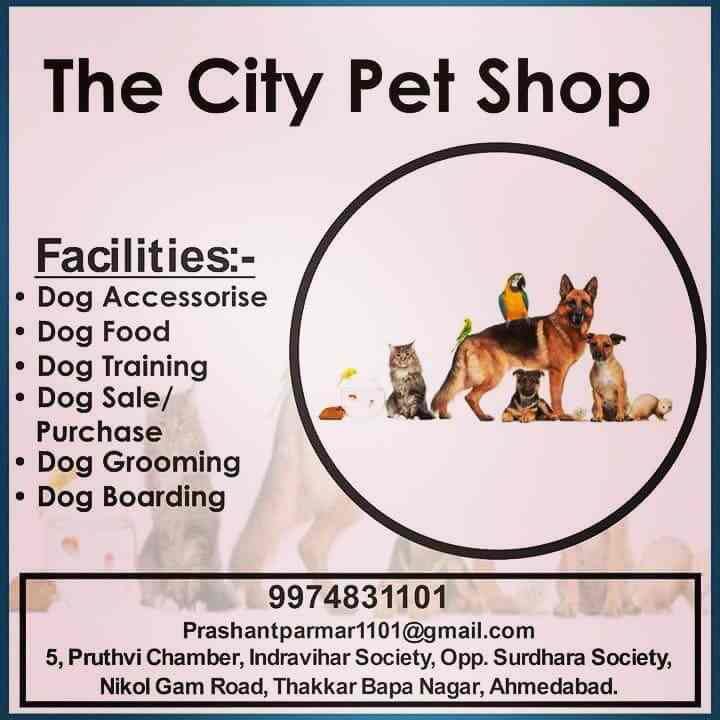 The City Pet Shop Nikol Pet Shops For Dog In Ahmedabad Justdial