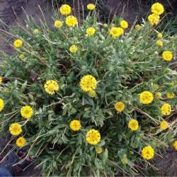 Borude Galanda Suppliers Ghodegaon Ahmednagar Flower Borude Galanda Suppliers Ghodegaon