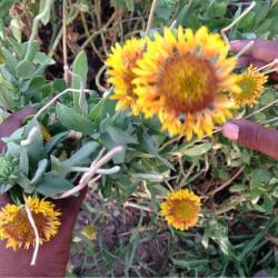 Borude Galanda Suppliers Ghodegaon Ahmednagar Flower Borude Galanda Suppliers Ghodegaon