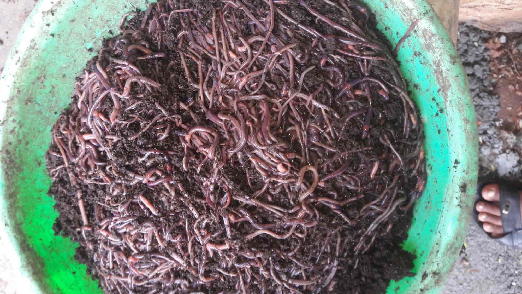 gandul-khat-pdf