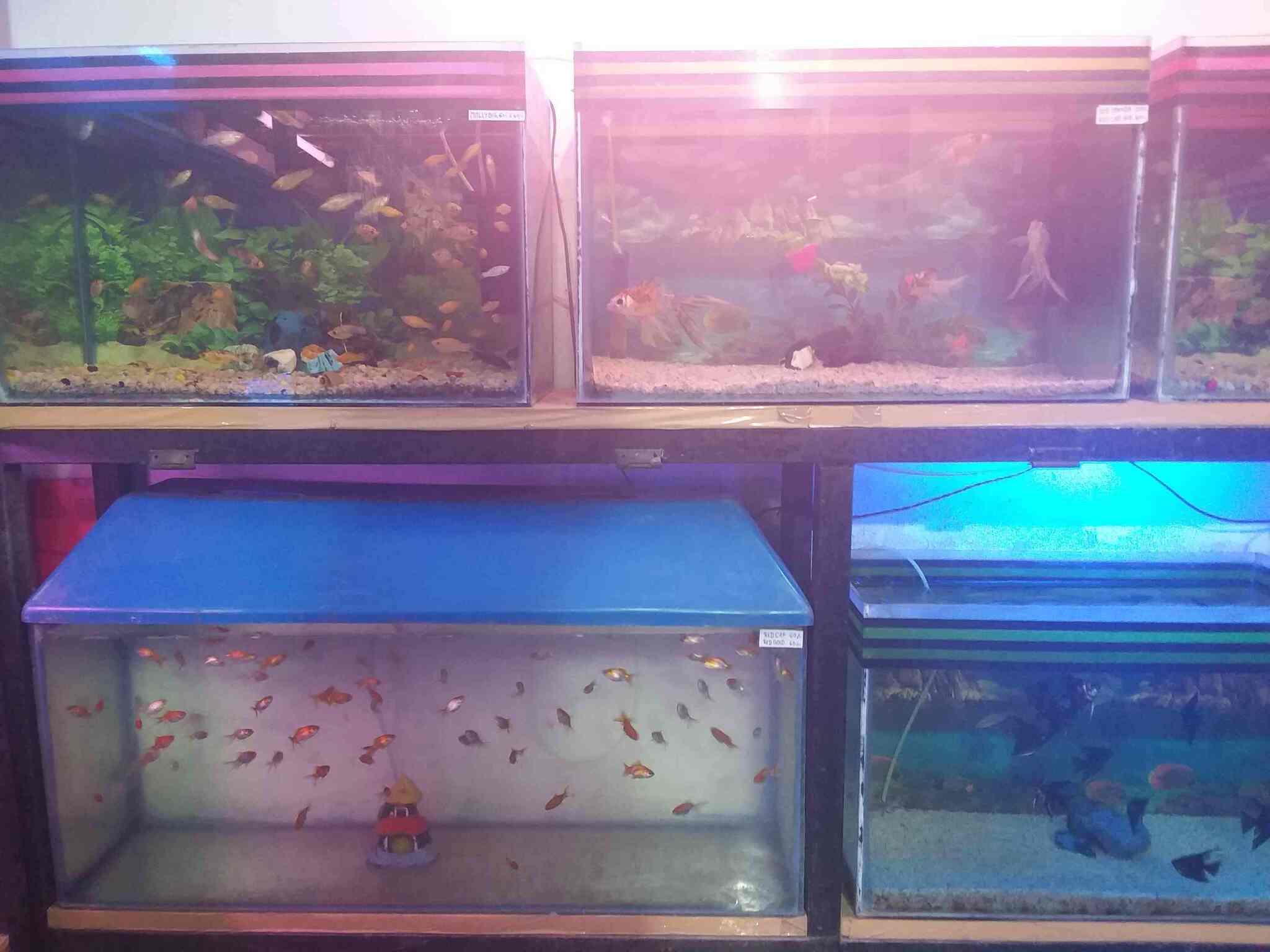 moon fishes aquarium katra