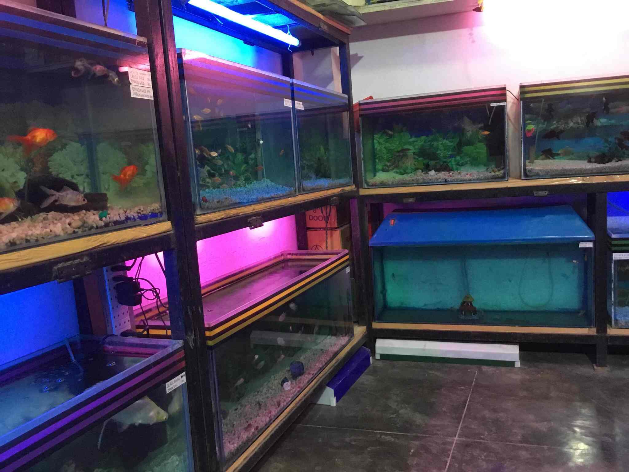 moon fishes aquarium katra