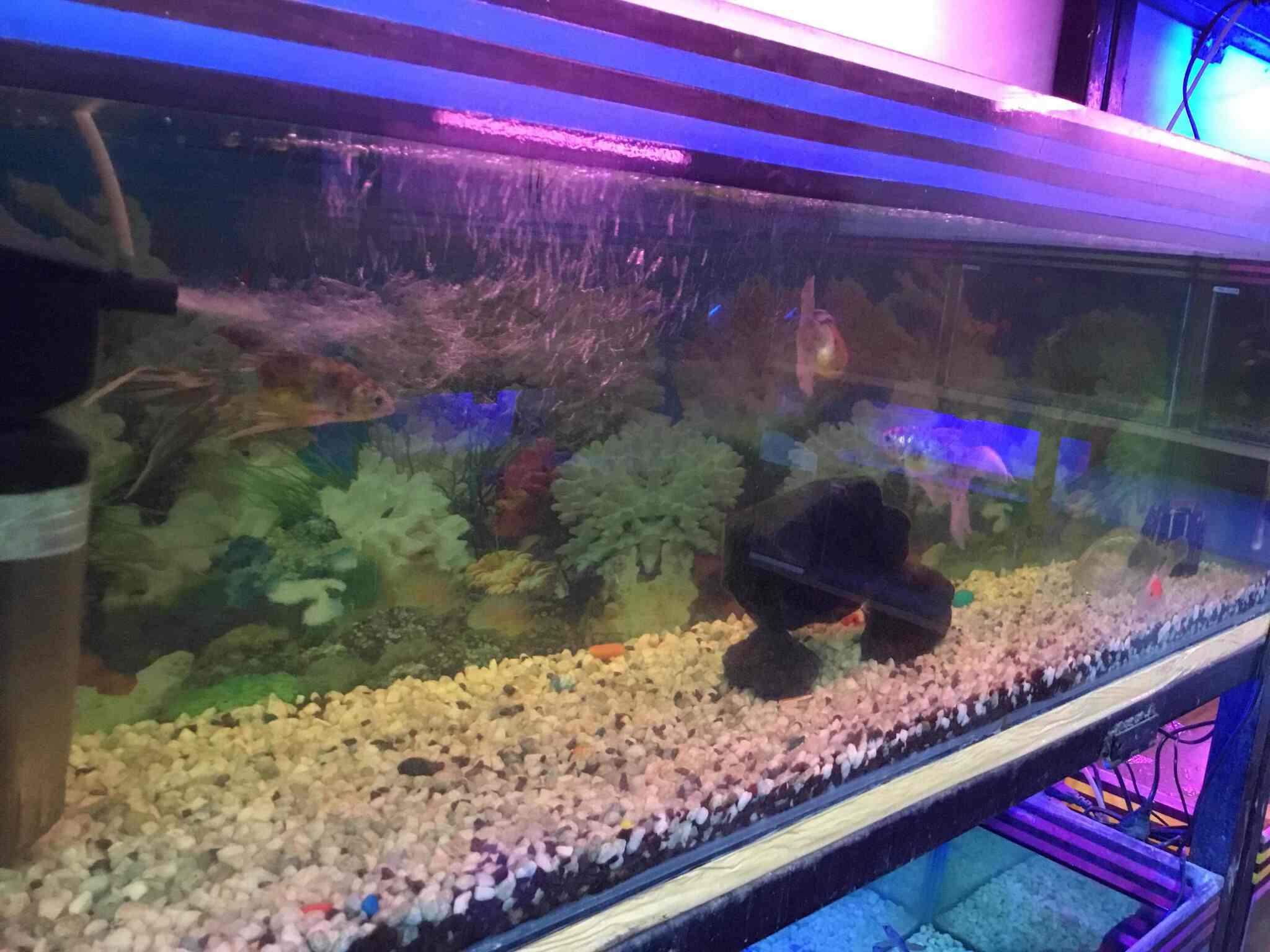 moon fishes aquarium katra