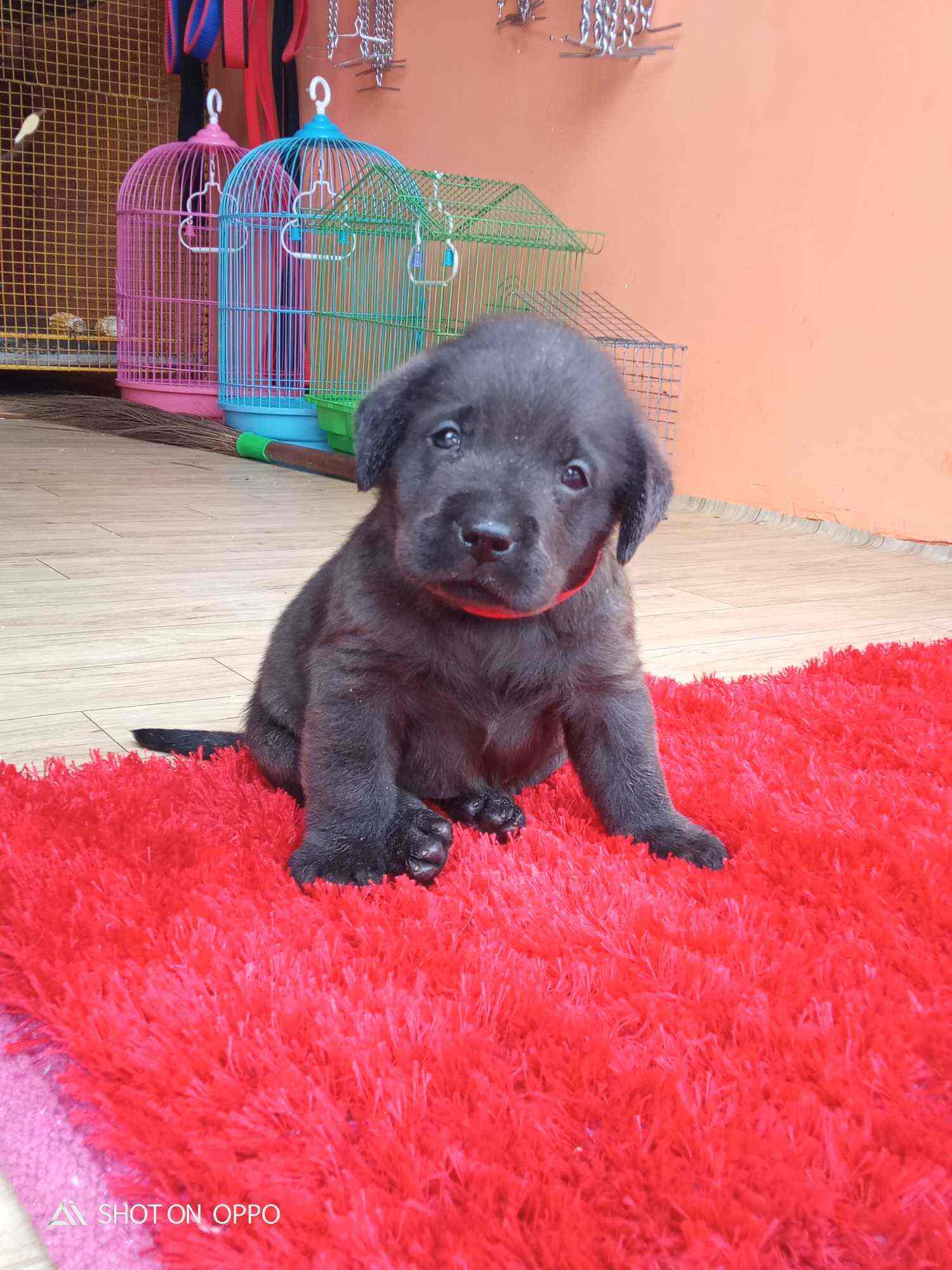 New Shinning Pet Shop Preetam Nagar Pet Grooming Table Dealers In Allahabad Justdial