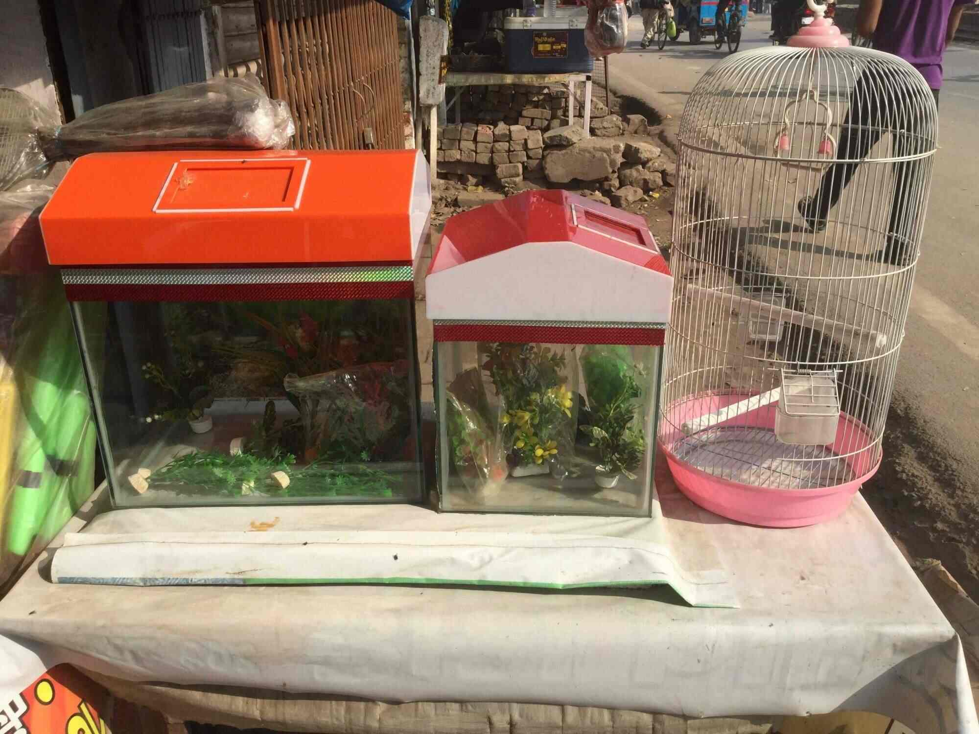Max Colour Fish Point And Sports Rambagh Aquarium Fish Dealers