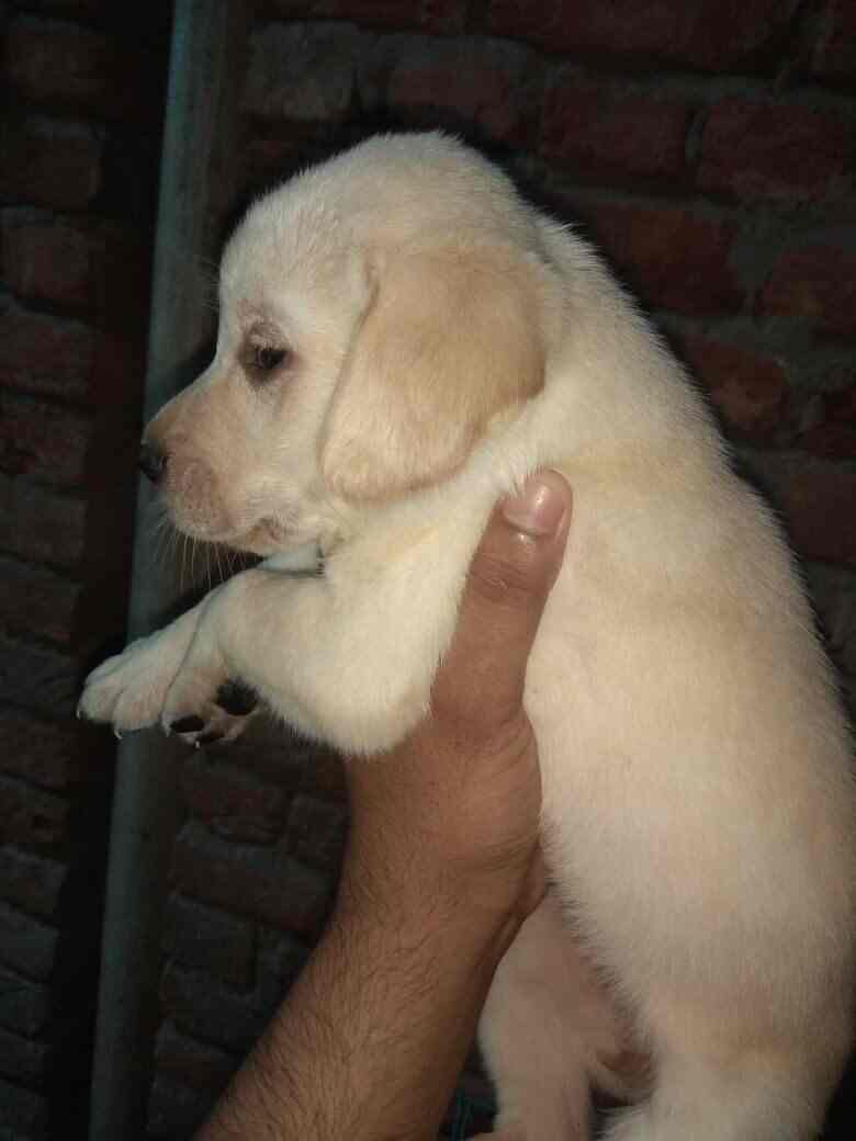Exotic Dog Kennel Allahabad City Kennel Service In Allahabad Justdial
