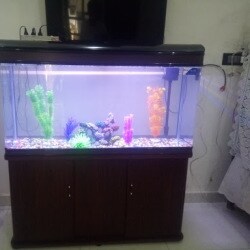 five star imported fish tank
