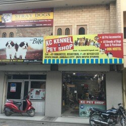 K C Kennel & Pet Shop, Ambala City - Pet Shops in Remote_cities
