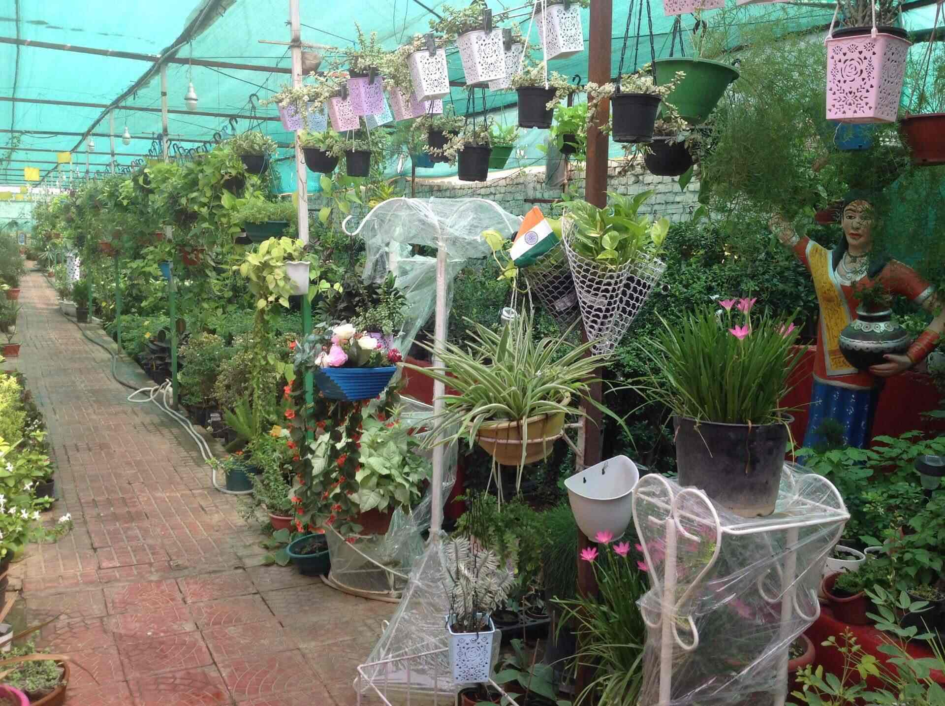 Paradise Nursery Photos Amritsar Pictures Images Gallery Paradise Nursery Photos Amritsar Plant Nurseries