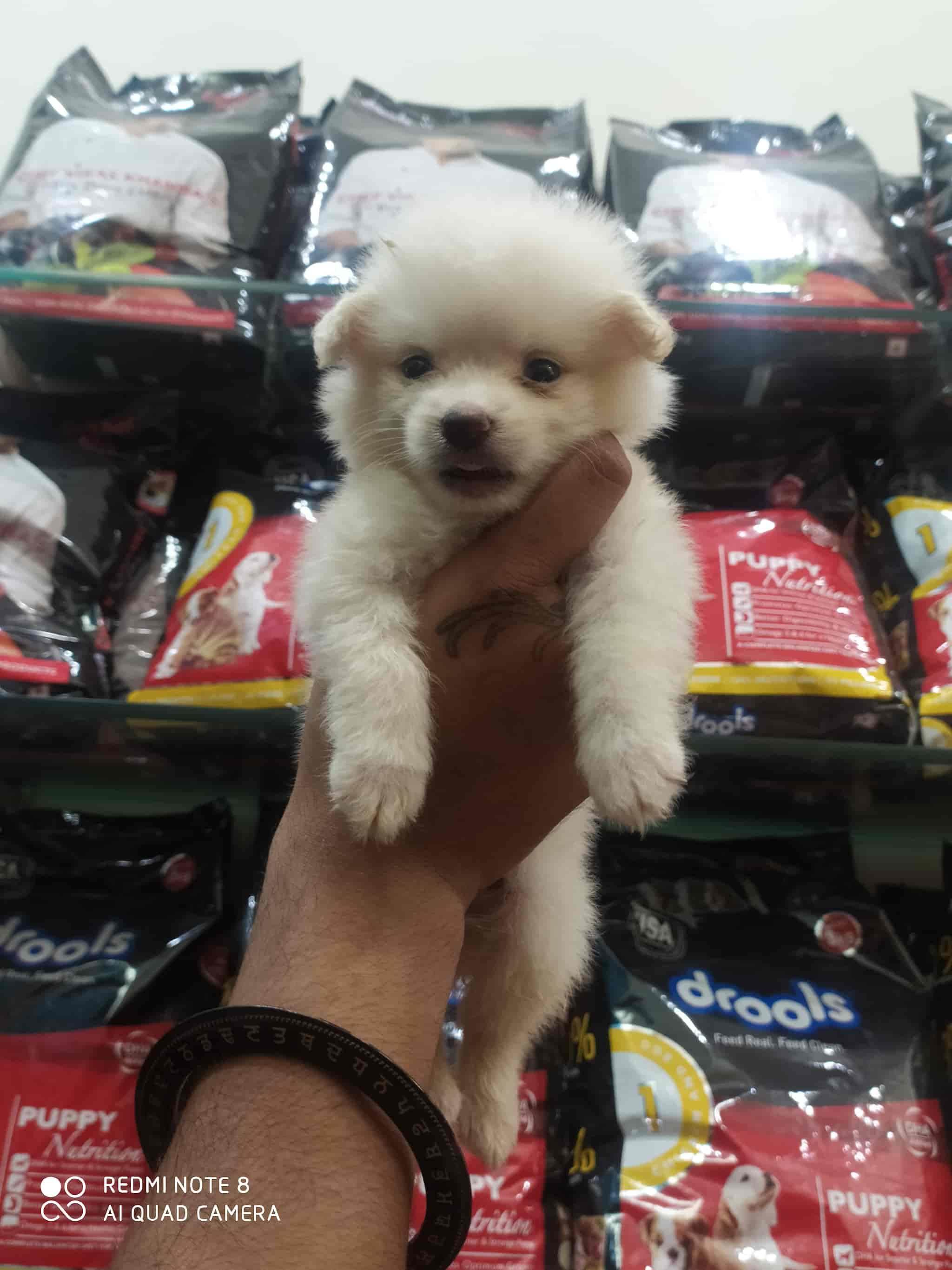 Pet shop pets for hot sale sale