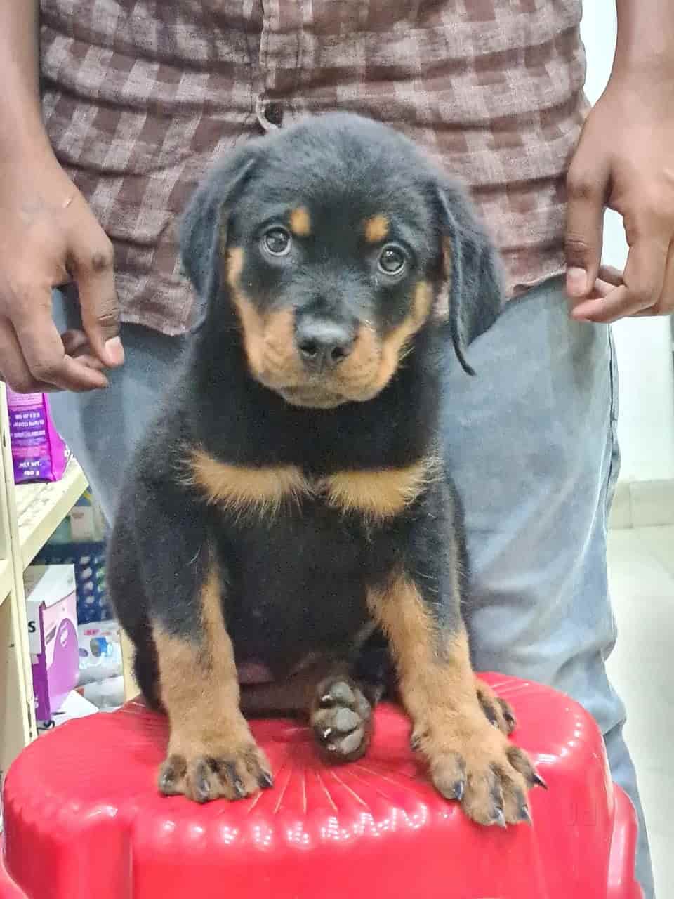Roxiee Kennels Near S V Degree College Pet Shops For Dog In Anantapur Justdial