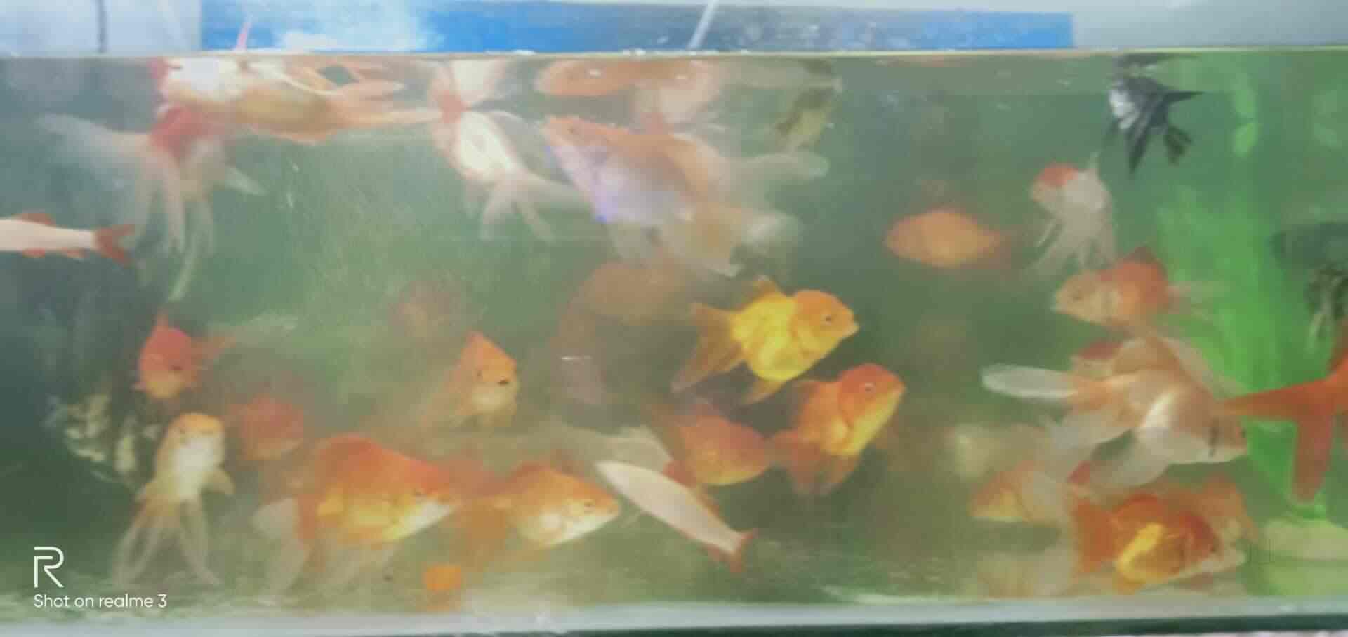 Mateen Aquarium Fish Spa Pets Ramnagar Aquariums In Anantapur
