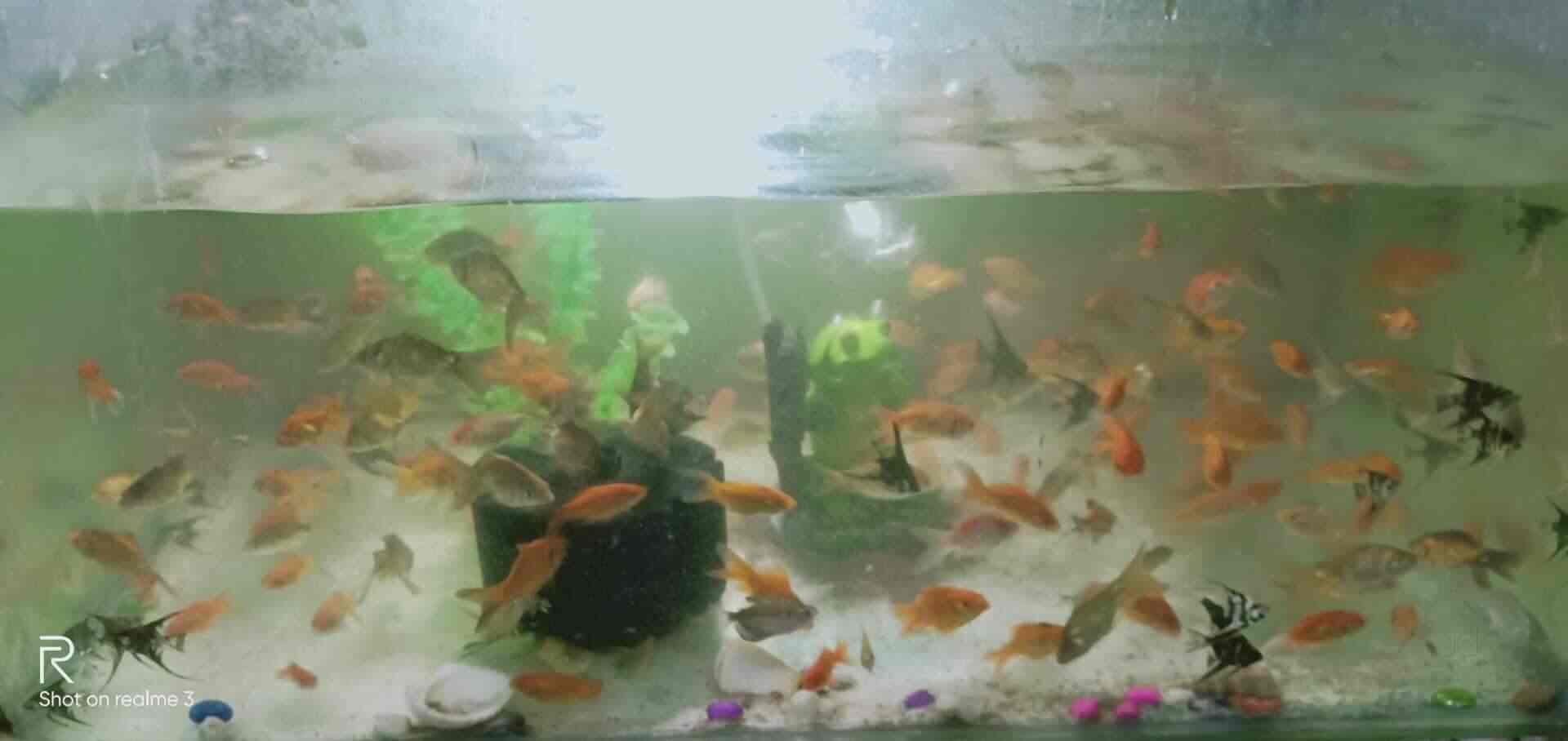 Mateen Aquarium Fish Spa Pets Ramnagar Aquariums In Anantapur