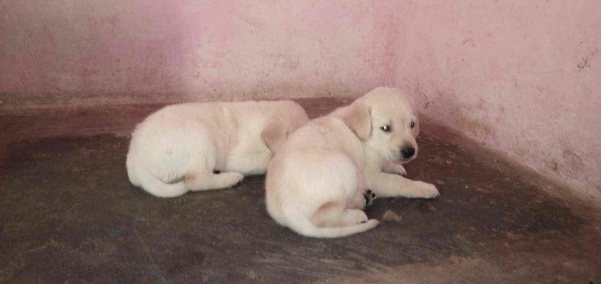 Ishika Pet World Anantapur City Pet Shops For Dog In Anantapur Justdial