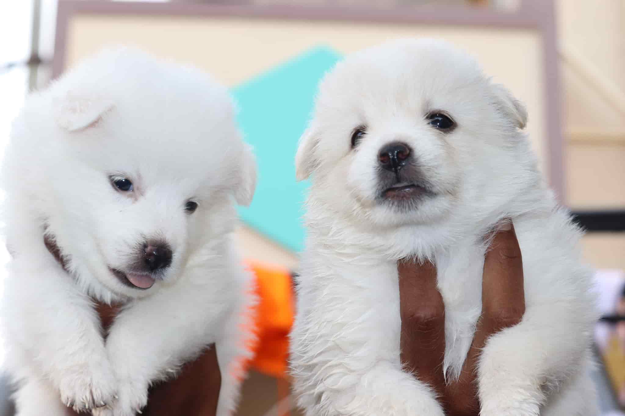 Aa Kennel Amrutha Pet World Sai Nagar Pet Shops For Dog In Anantapur Justdial