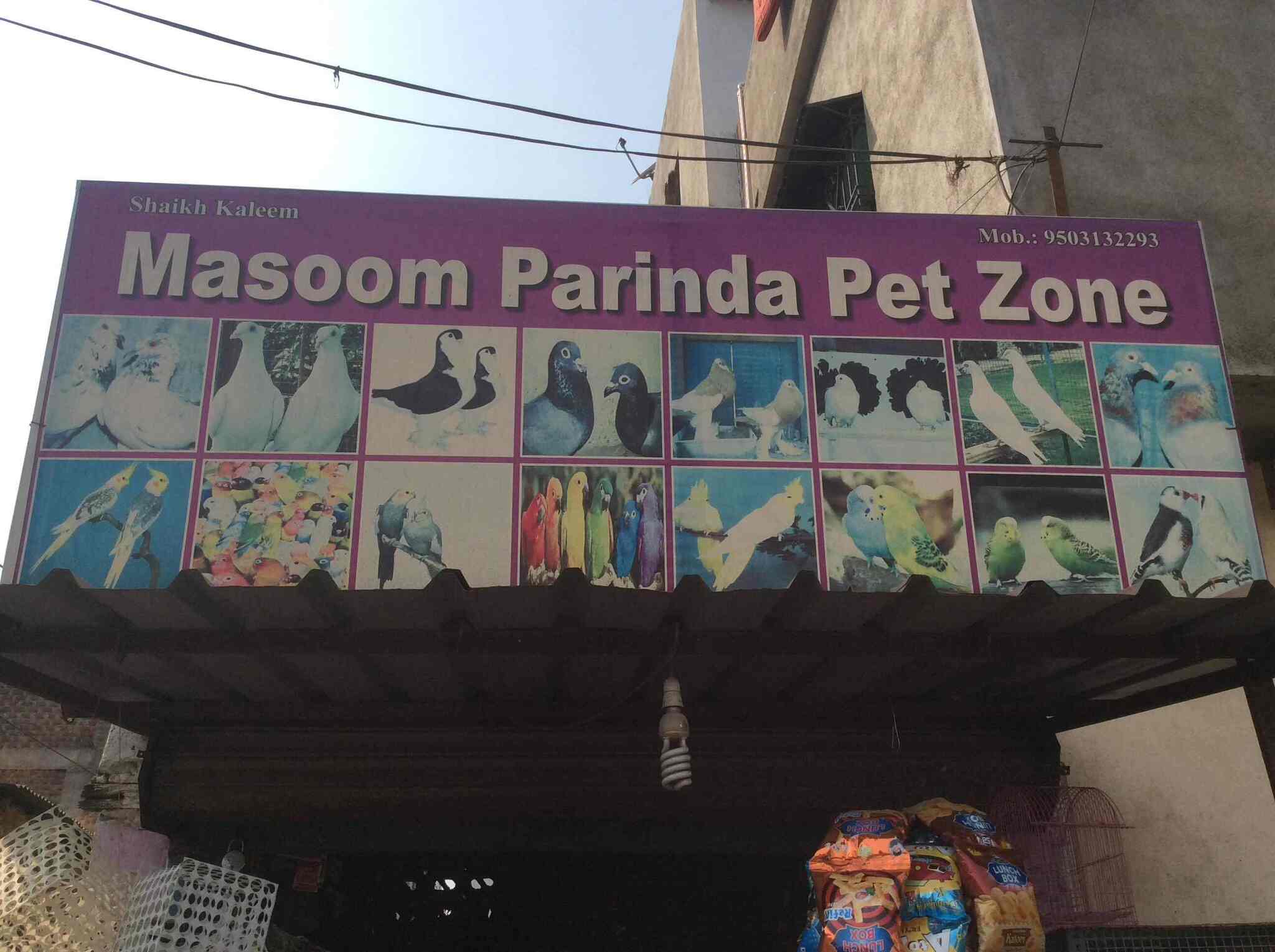 Dr masoom best sale pet clinic