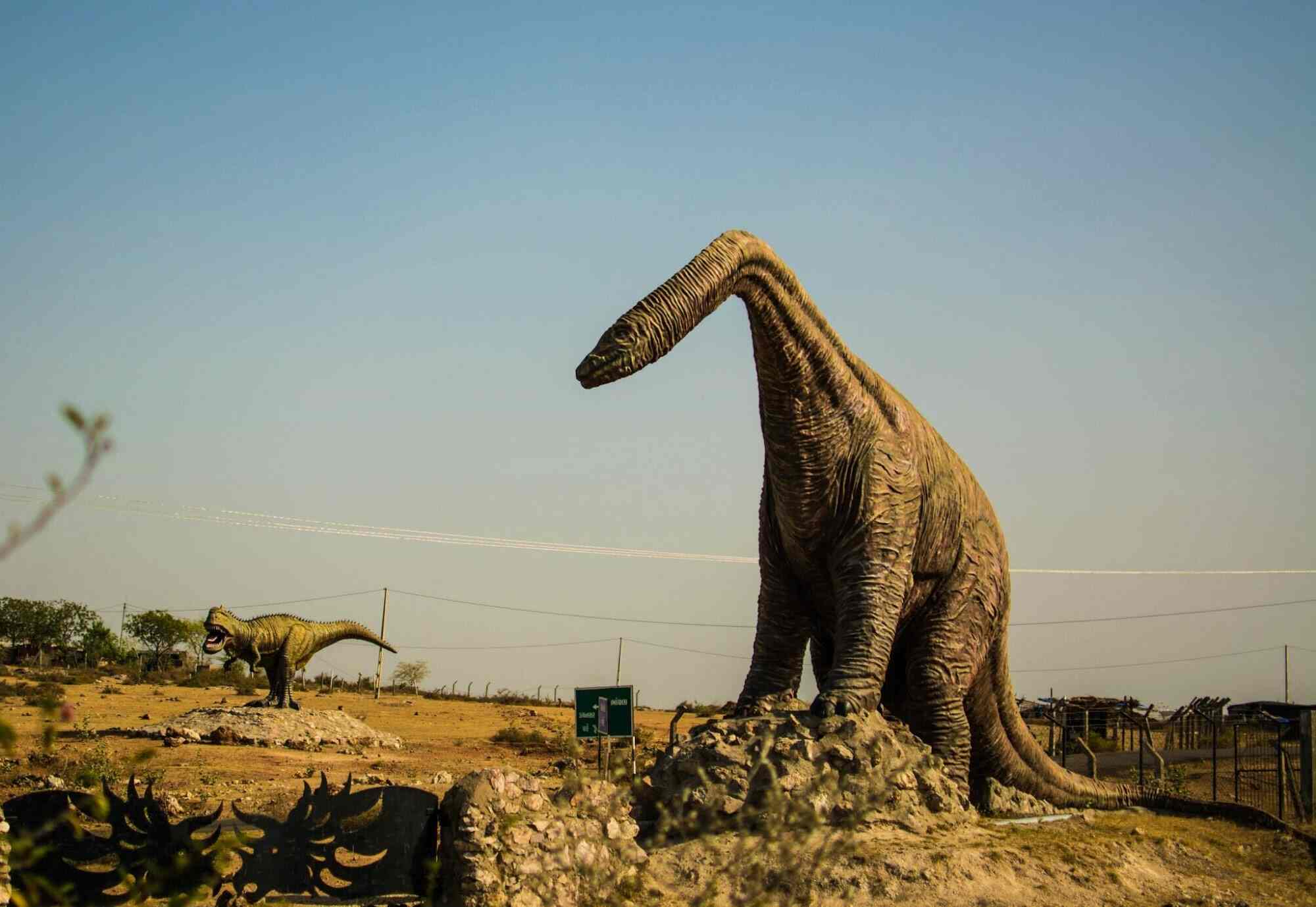 Dinosaur Fossil Park And Museum Photos Store Emergencydentistry