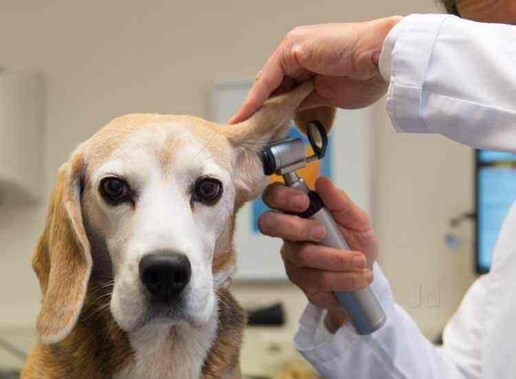 Dr Vidyasagar T Veterinary Doctors Book Appointment Online Veterinary Doctors In Btm Layout 1st Stage Bangalore Justdial