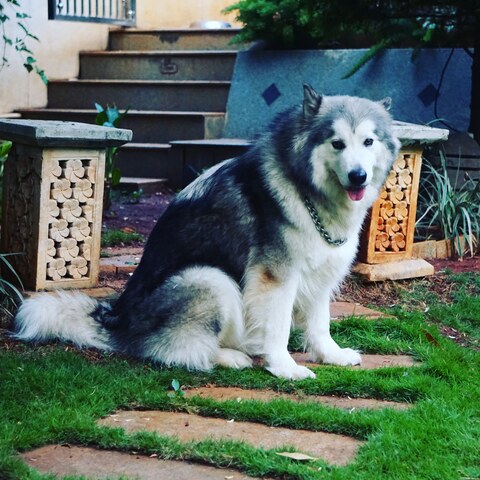 Cadaboms Kennel Banashankari 3rd Stage Pet Shops For Dog In Bangalore Justdial We are considered one of top dog sellers in bangalore because we are committed to producing the finest dogs for show and companionship in. cadaboms kennel banashankari 3rd stage
