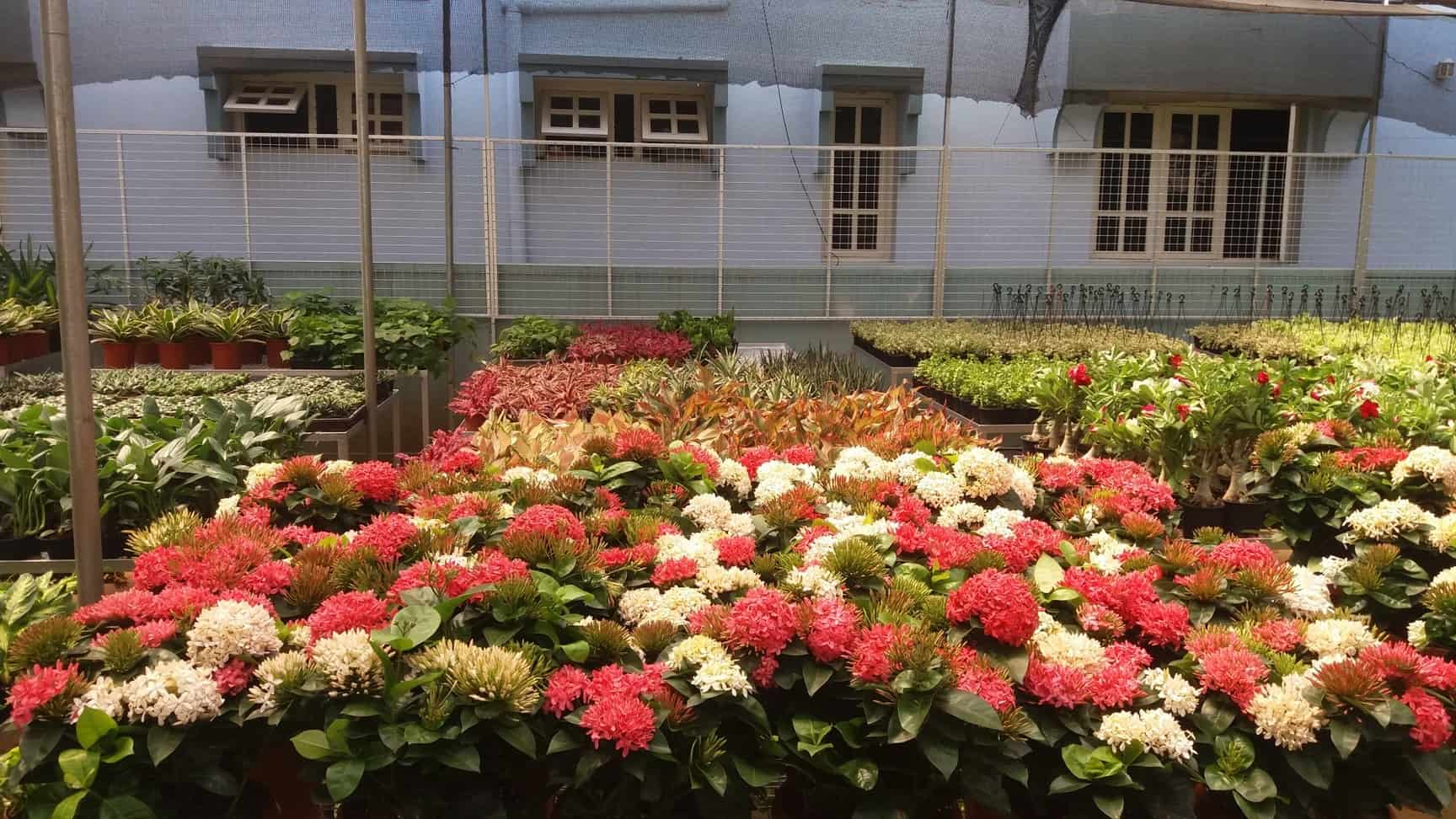 Balaji Nursery Garden Jayanagar Plant Nurseries In Bangalore Balaji Nursery Garden Jayanagar