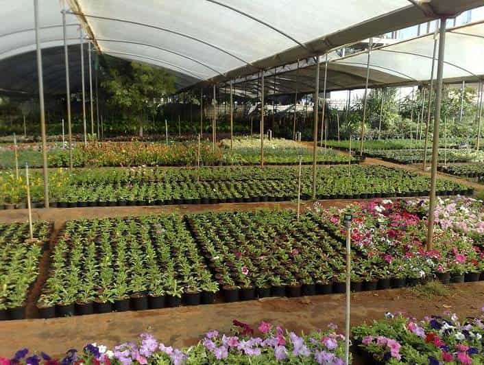 Karthik Farm And Nursery Ajjenahalli Plant Nurseries In Bangalore Justdial Karthik Farm And Nursery Ajjenahalli