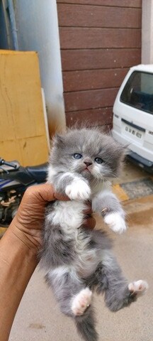 Hiba Pet World, Kadugondanahalli - Pet Shops For Dog in Bangalore 