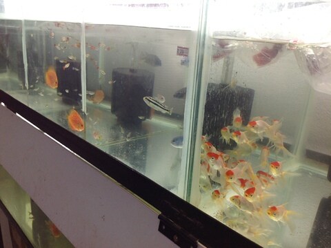 Samikshaa Pet Zone Kadugodi Pet Shops For Dog In Bangalore