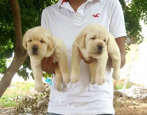 chubby chubby puppy farm