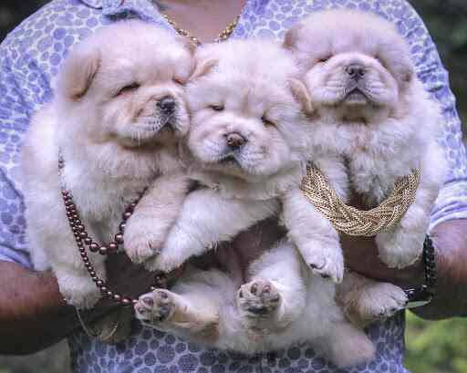 chubby chubby puppy farm