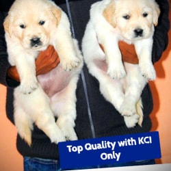 chubby chubby puppy farm