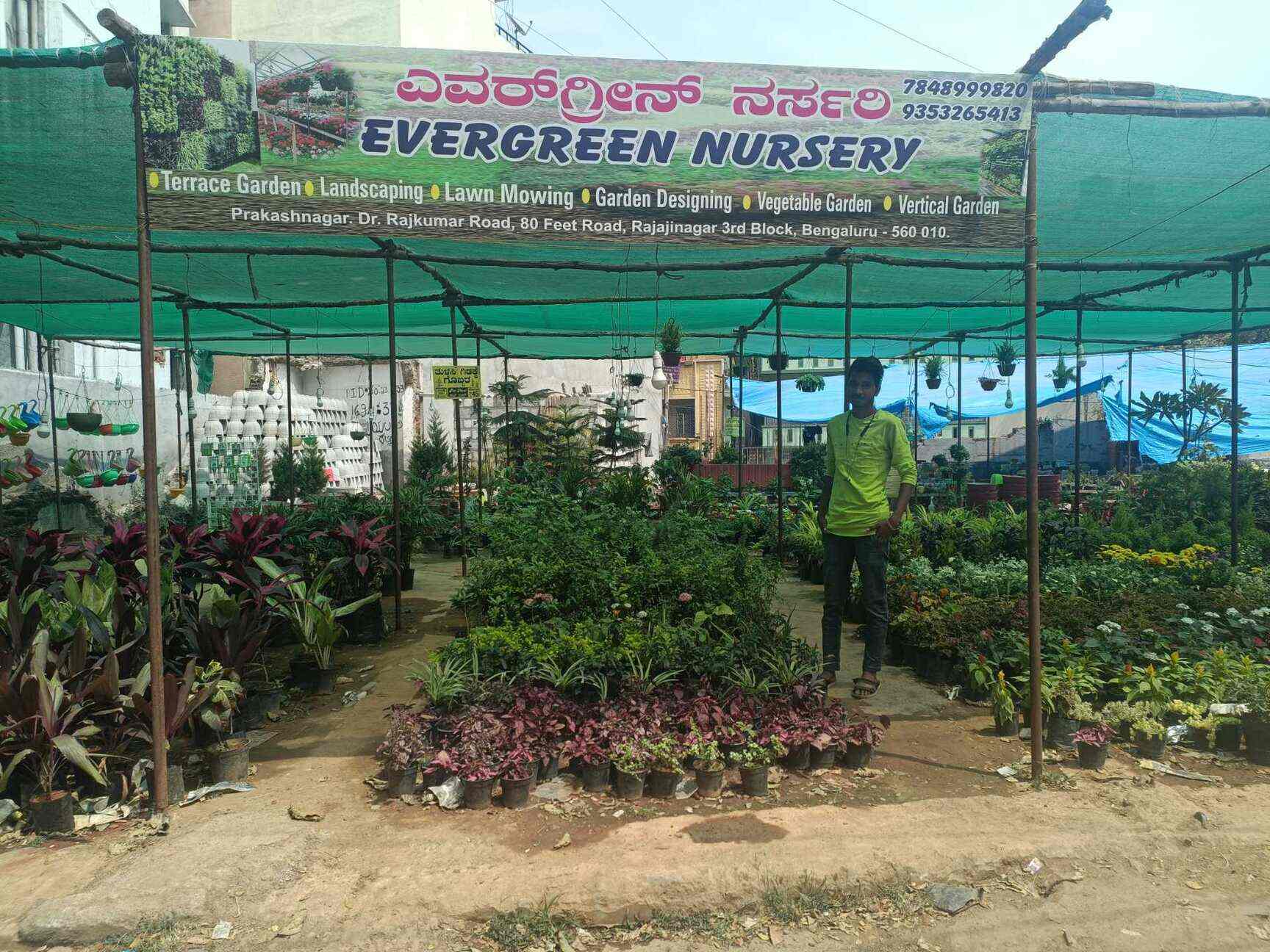 Evergreen nursery, Rajajinagar - Plant 