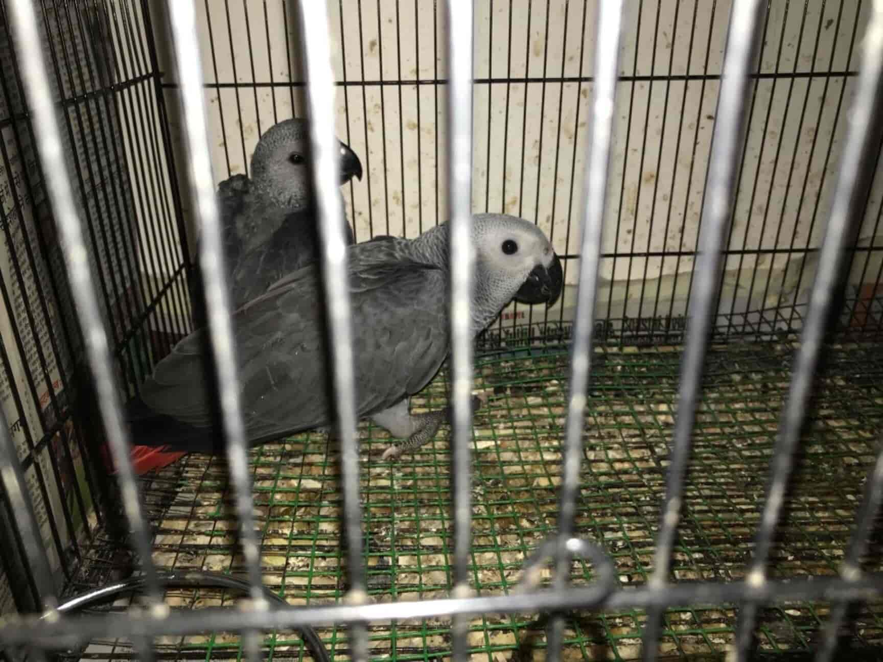 pet market shivaji nagar