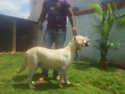 Loyal Paws Kundalahalli Pet Shops For Dog In Bangalore Justdial This official website of rrb, bangalore is dedicated to our candidates who are desirous to seek employment in indian railways through this board. loyal paws kundalahalli pet shops