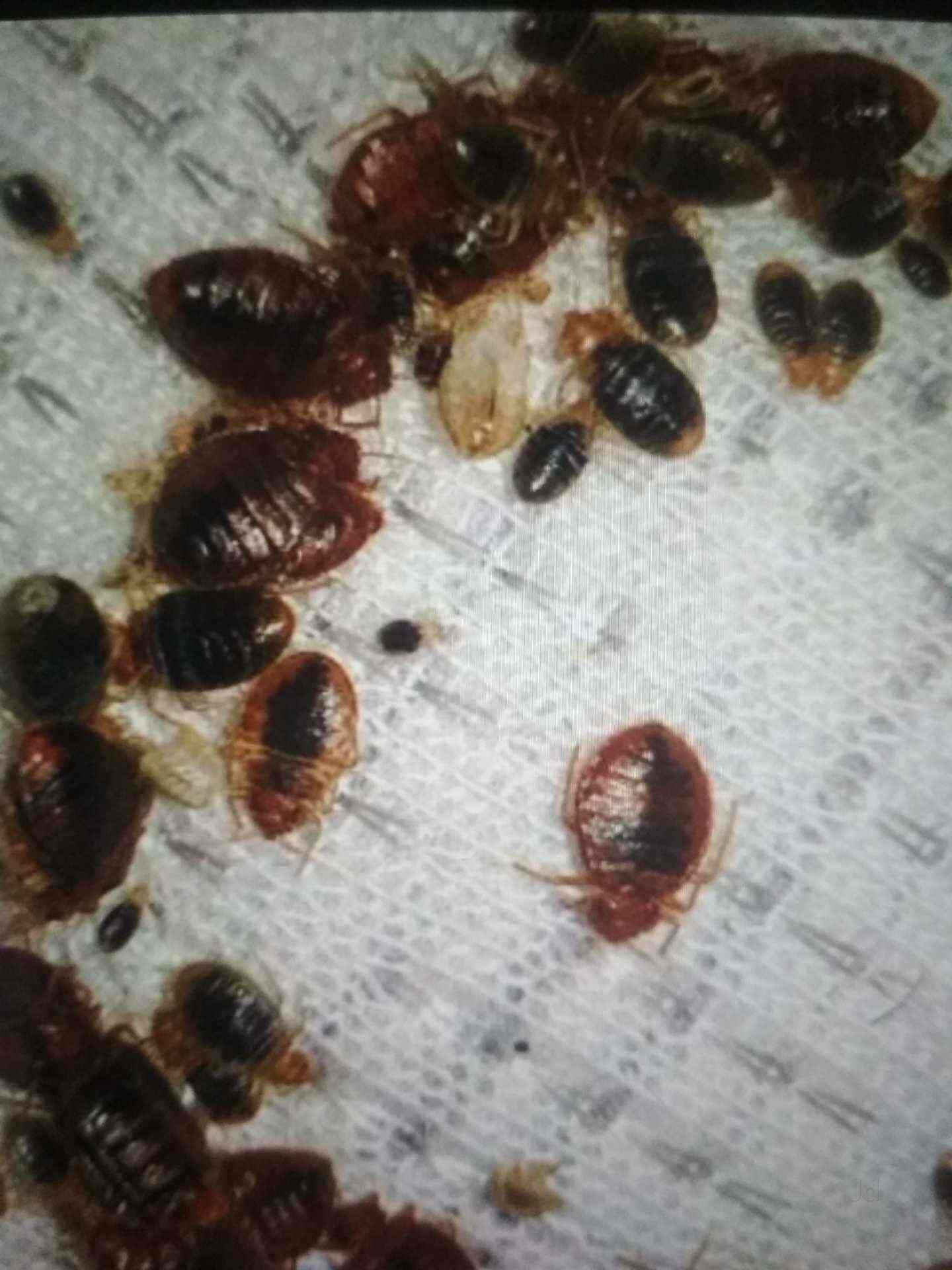 Fast Pest Control Btm Layout 1st Stage Residential Pest Control Services In Bangalore Justdial