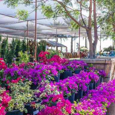 Green View Nursery Photos Gunjur Bangalore Pictures Images Plant Nursery Green View Photos Gunjur Bangalore Indoor Dealers
