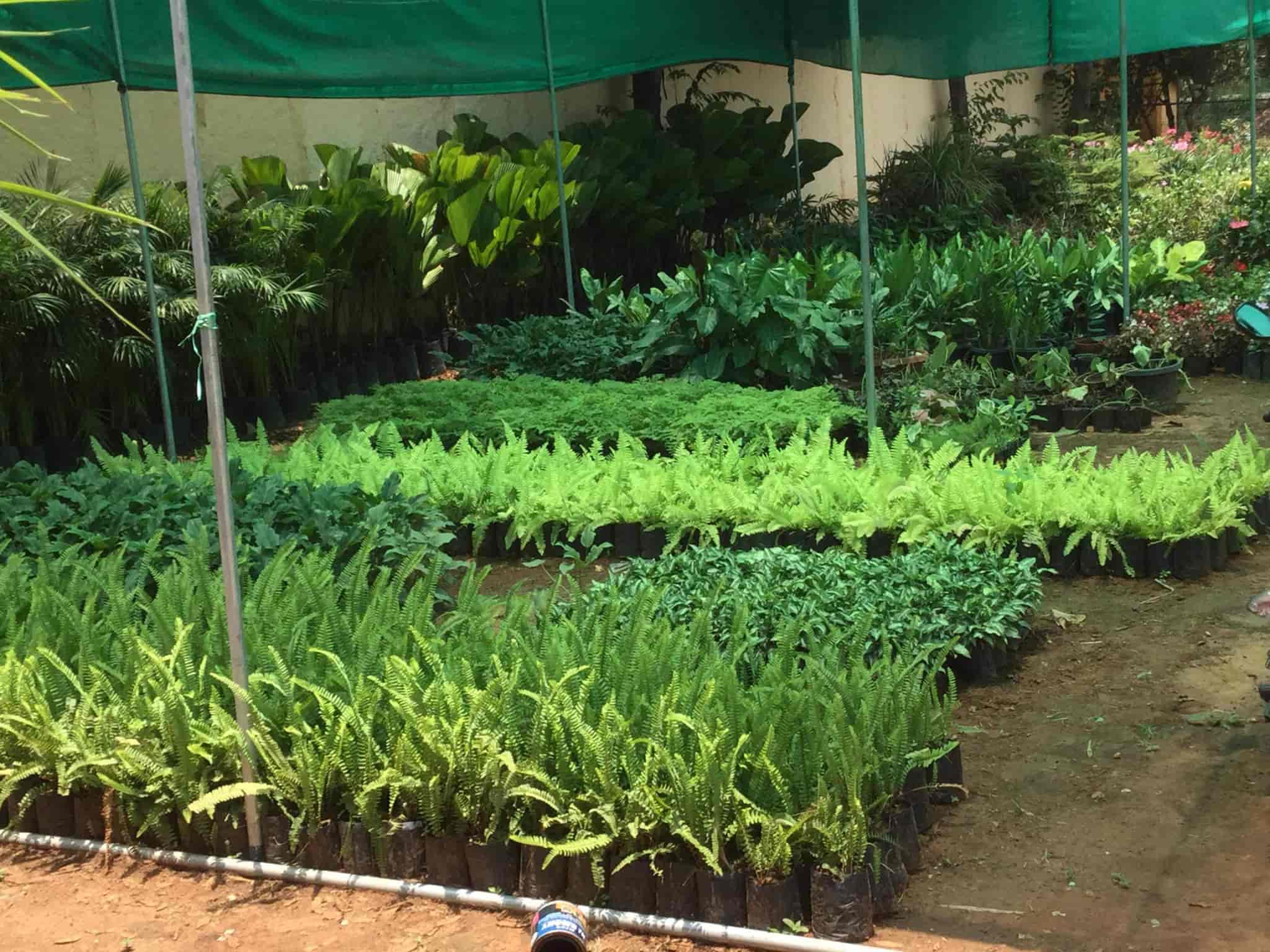 Green View Nursery Photos Gunjur Bangalore Pictures Images Plant Nursery Green View Photos Gunjur Bangalore Indoor Dealers