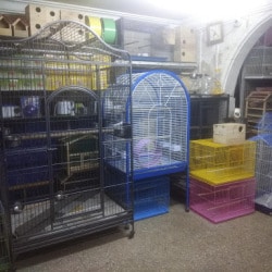 pet market shivaji nagar