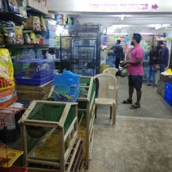 pet market shivaji nagar