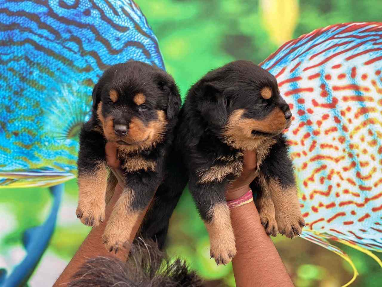 irish wolfhound for sale olx