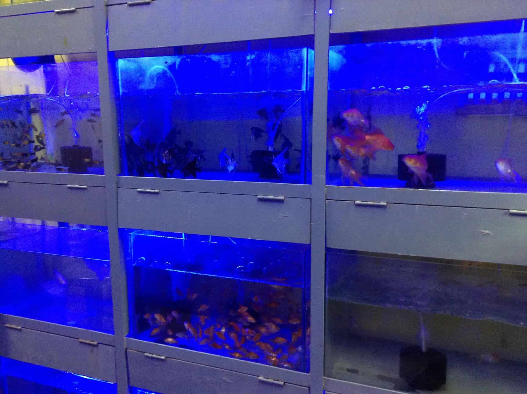 is shock collar training effective