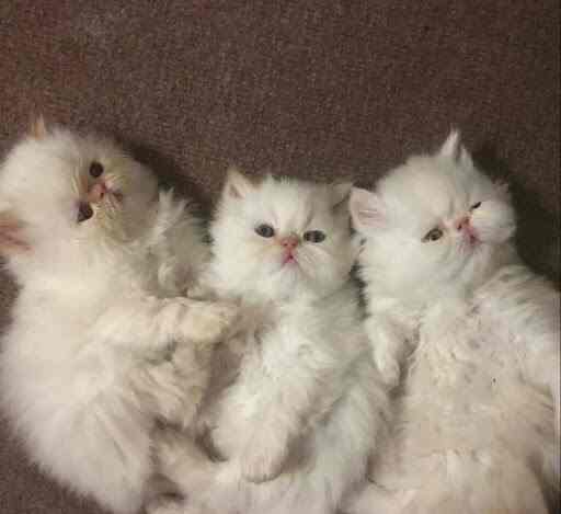 Smart Pets Btm Layout 1st Stage Pet Shops In Bangalore Justdial