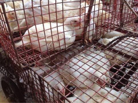 pet market shivaji nagar