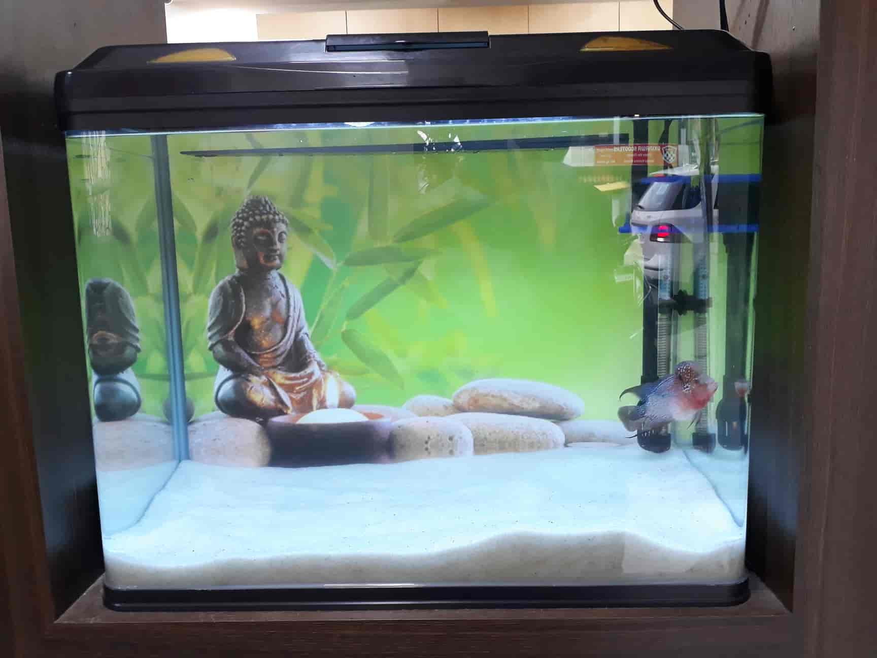 Best Place To Buy Aquarium Fish In Bangalore Aquarium Views