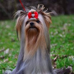 Laika Kennels Chamarajpet Pet Shops For Dog In Bangalore Justdial