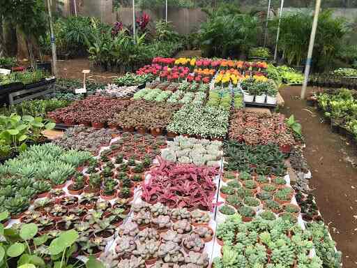 Garden Care Yelahanka Plant Nurseries In Bangalore Justdial