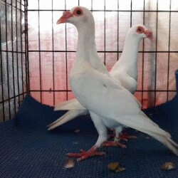 Pigeon Medicine Jayanagar 2nd Block Pet Shops In Bangalore Justdial