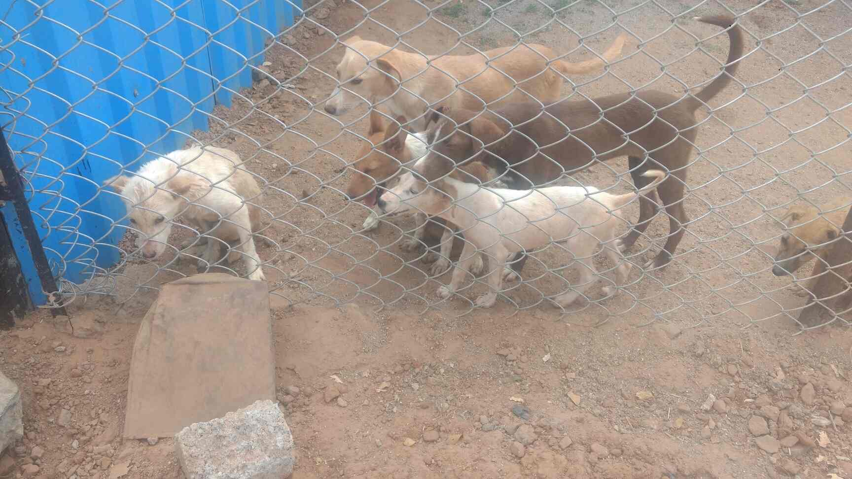 Animal Rights Fund Kengeri Satelite Town Animal Welfare Organisations In Bangalore Justdial Animal rights activists and groups often protest zoos demanding the animals in their care. animal rights fund kengeri satelite