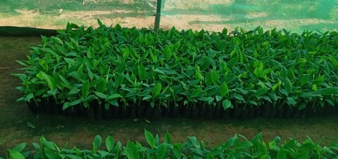 Shiva Biotech Tissue Culture Plant Banana Nursery Sondekoppa Nurseries In Bangalore Justdial Shiva Biotech Tissue Culture Plant